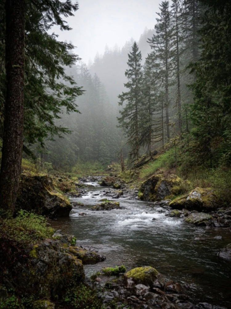 A misty forest stream flowing between tall evergreen trees, with rocks, moss, and soft fog creating a moody natural scene.