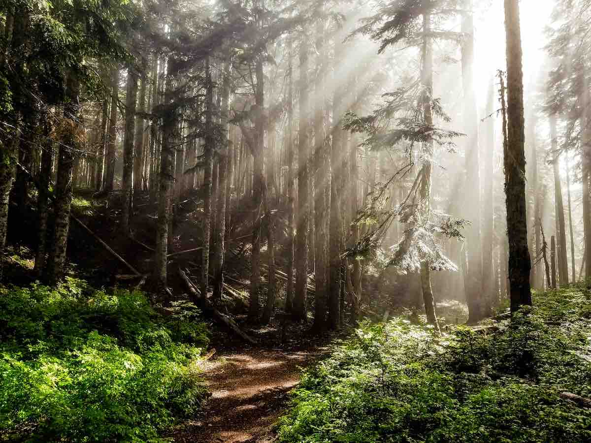 A sunlit forest path running through tall trees with misty light beams filtering through the canopy and green undergrowth in the foreground.
